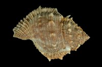 藏品(赤蛙螺)的圖片